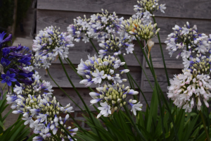 Agapanthus 'Twister ®' (bladverliezend)