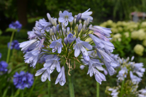 Agapanthus 'Blue moon'