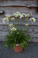 Agapanthus 'Lady Lauren ®' (bladhoudend)