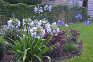 Agapanthus 'Silver mist'