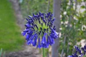 Agapanthus 'Purple Cloud' (bladverliezend)