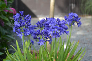 Agapanthus 'Maurice'