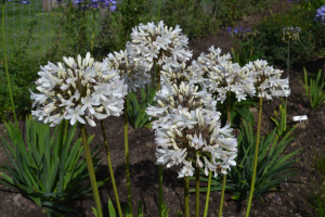 Agapanthus 'Malaga'