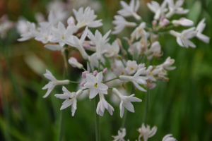 Tulbaghia 'Pearl'