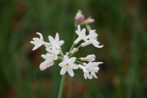 Tulbaghia 'Pearl'