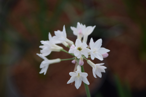 Tulbaghia 'Pearl'