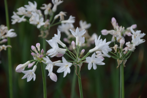 Tulbaghia 'Pearl'