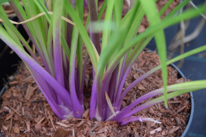 Tulbaghia 'Flamingo ®'