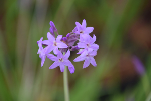 Tulbaghia 'Flamingo ®'