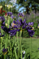 Agapanthus 'Purple delight' (bladhoudend)