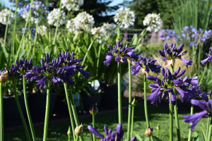 Agapanthus 'Purple delight' (bladhoudend)