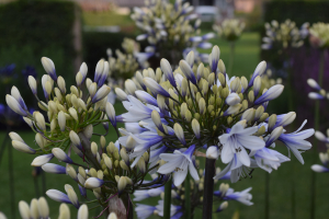 Agapanthus 'Twister ®' (bladverliezend)