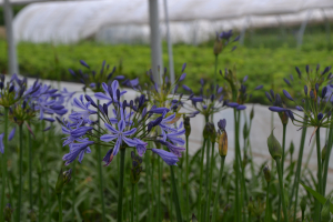 Agapanthus 'Su Casa ®' (bladhoudend)