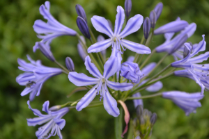 Agapanthus 'Su Casa ®' (bladhoudend)