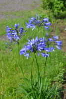 Agapanthus 'Su Casa ®' (bladhoudend)