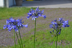 Agapanthus 'Su Casa ®' (bladhoudend)