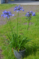 Agapanthus 'Su Casa ®' (bladhoudend)