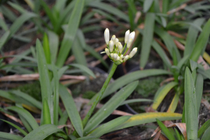 Agapanthus 'Thumbelina®' (bladhoudend)