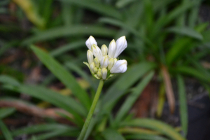 Agapanthus 'Thumbelina®' (bladhoudend)