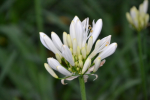 Agapanthus 'White Pixie' (bladhoudend)