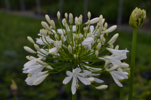 Agapanthus 'Lady Lauren ®' (bladhoudend)