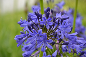 Agapanthus 'Scooby blue ®' (bladhoudend)