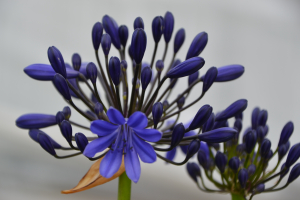 Agapanthus 'Scooby blue ®' (bladhoudend)