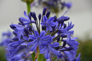 Agapanthus 'Scooby blue ®' (bladhoudend)