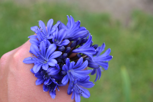 Agapanthus 'Scooby blue ®' (bladhoudend)
