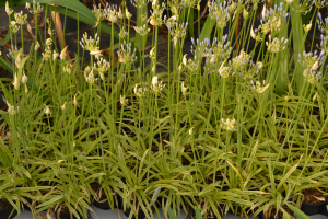 Agapanthus 'Neverland ®' (bladhoudend)