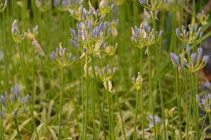 Agapanthus 'Neverland ®' (bladhoudend)