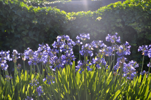 Agapanthus 'Bressingham Blue' (bladverliezend)