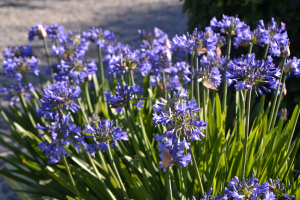 Agapanthus 'Bressingham Blue' (à feuillage caduque)