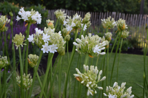 Agapanthus 'Duivenbrugge white' (bladverliezend)