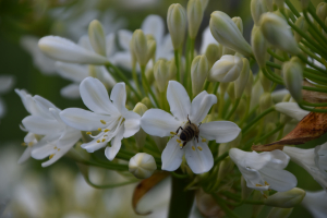 Agapanthus 'Duivenbrugge white' (bladverliezend)