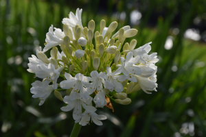 Agapanthus 'Duivenbrugge white' (bladverliezend)