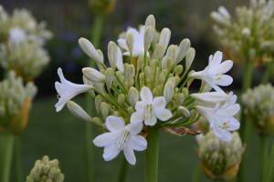 Agapanthus 'Duivenbrugge white' (bladverliezend)