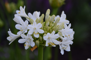 Agapanthus 'Duivenbrugge white' (à feuillage caduque)