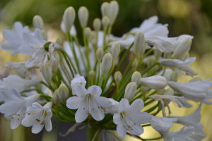 Agapanthus 'Duivenbrugge white' (bladverliezend)