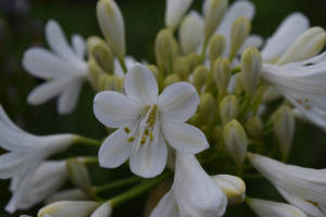 Agapanthus 'Duivenbrugge white' (bladverliezend)