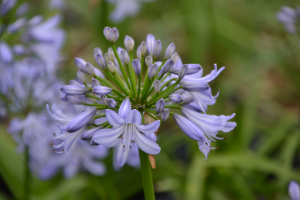 Agapanthus 'Little Dutch Blue' (bladhoudend)