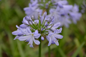 Agapanthus 'Little Dutch Blue' (bladhoudend)