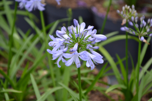 Agapanthus 'Little Dutch Blue' (bladhoudend)