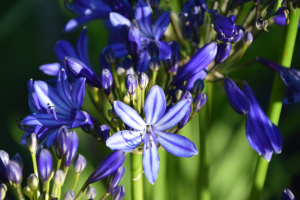 Agapanthus 'Elegance blue ®' (bladhoudend)