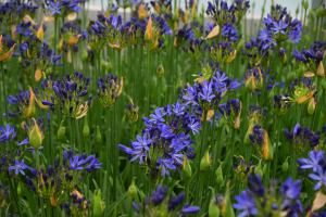 Agapanthus 'Elegance blue ®' (bladhoudend)