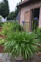 Agapanthus 'Elegance blue ®' (bladhoudend)