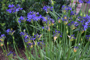 Agapanthus 'Elegance blue ®' (bladhoudend)