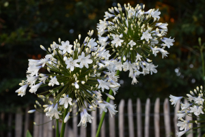 Agapanthus 'Enigma' (bladhoudend)