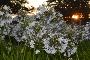 Agapanthus 'Enigma' (bladhoudend)