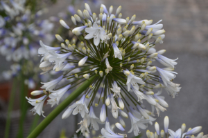 Agapanthus 'Enigma' (bladhoudend)